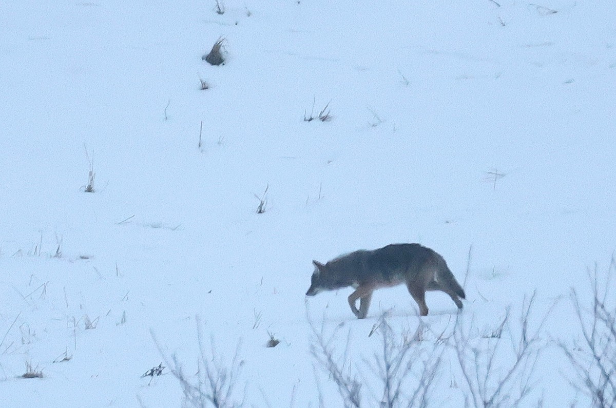 Coyote - ML645681600