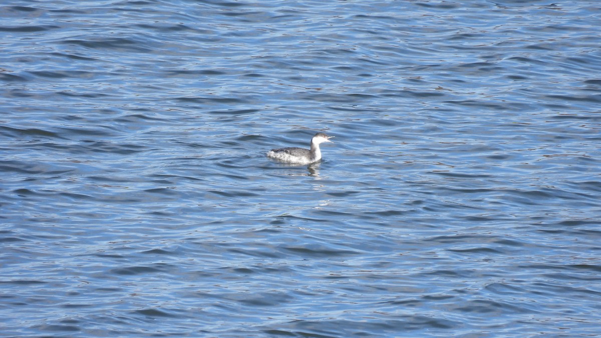 Horned Grebe - ML645681631