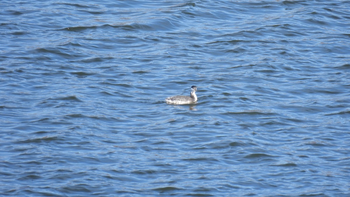 Horned Grebe - ML645681632