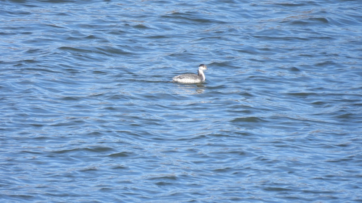 Horned Grebe - ML645681633