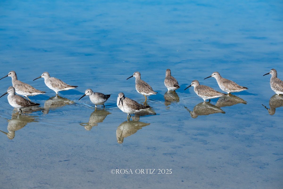 Correlimos sp. - ML645681641