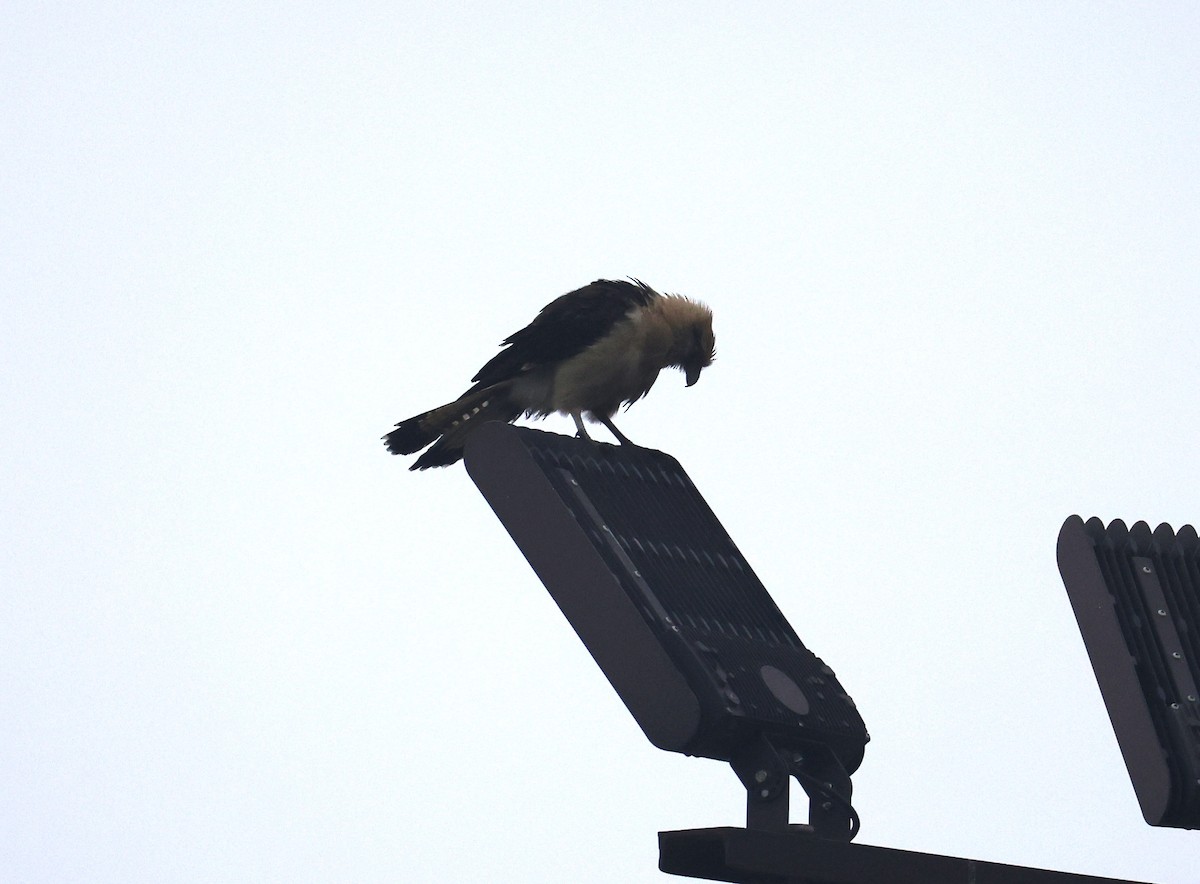 Yellow-headed Caracara - ML645681644
