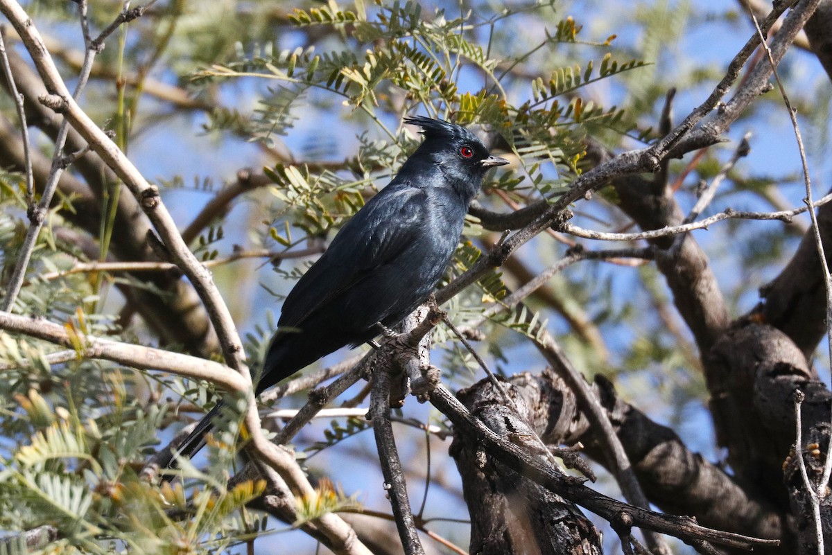 Phainopepla - ML645681645