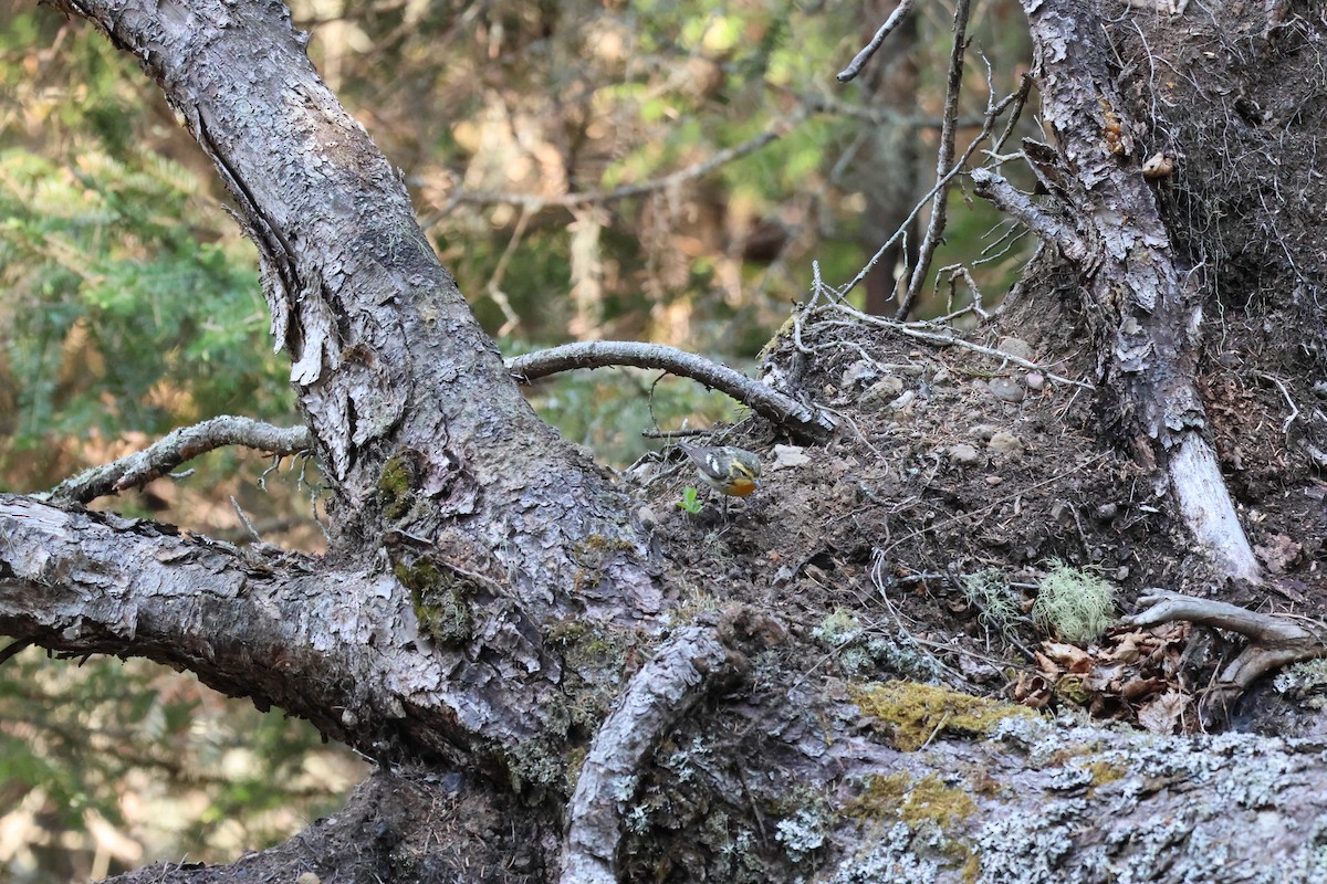 Blackburnian Warbler - ML645681661