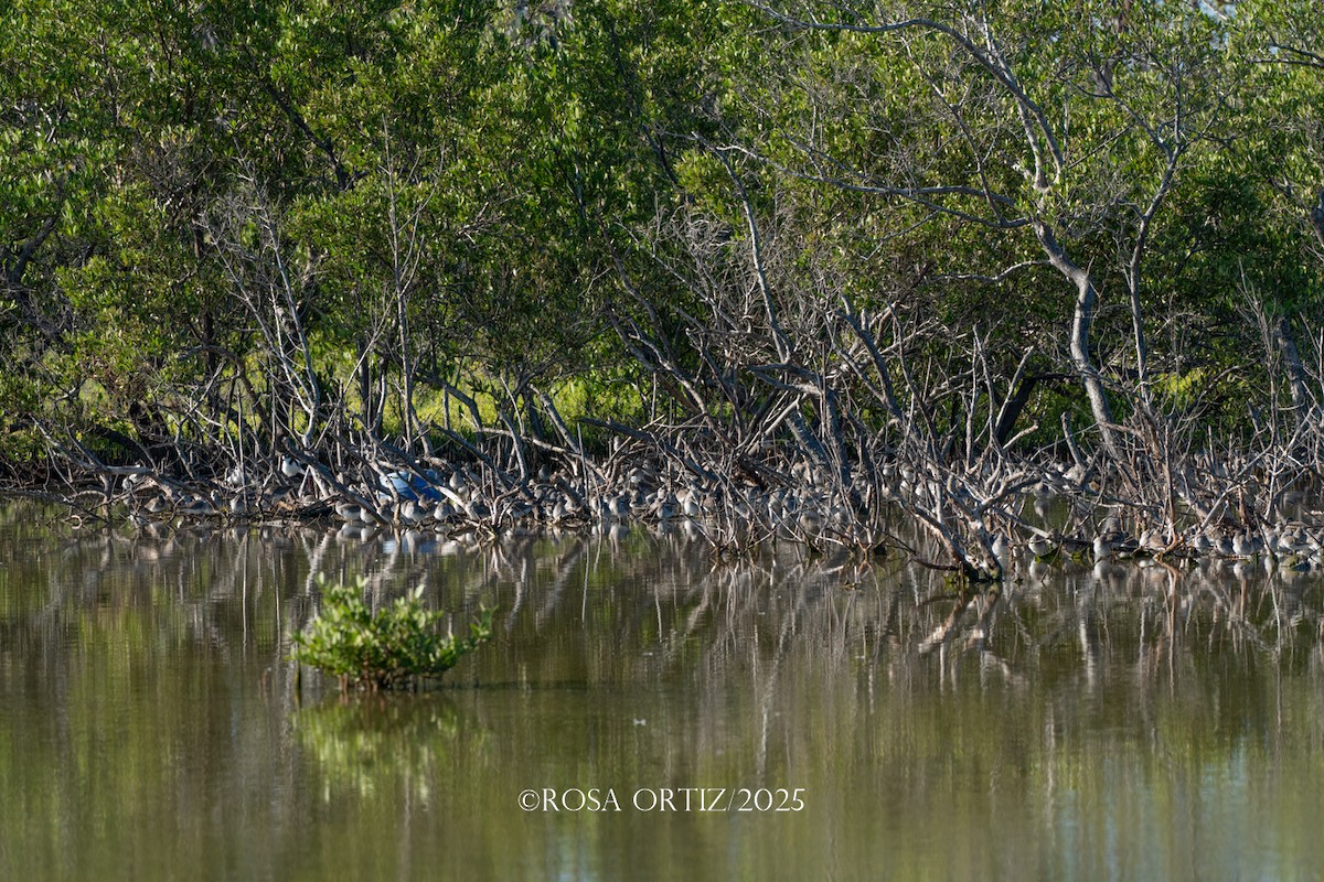 Correlimos sp. - ML645681666