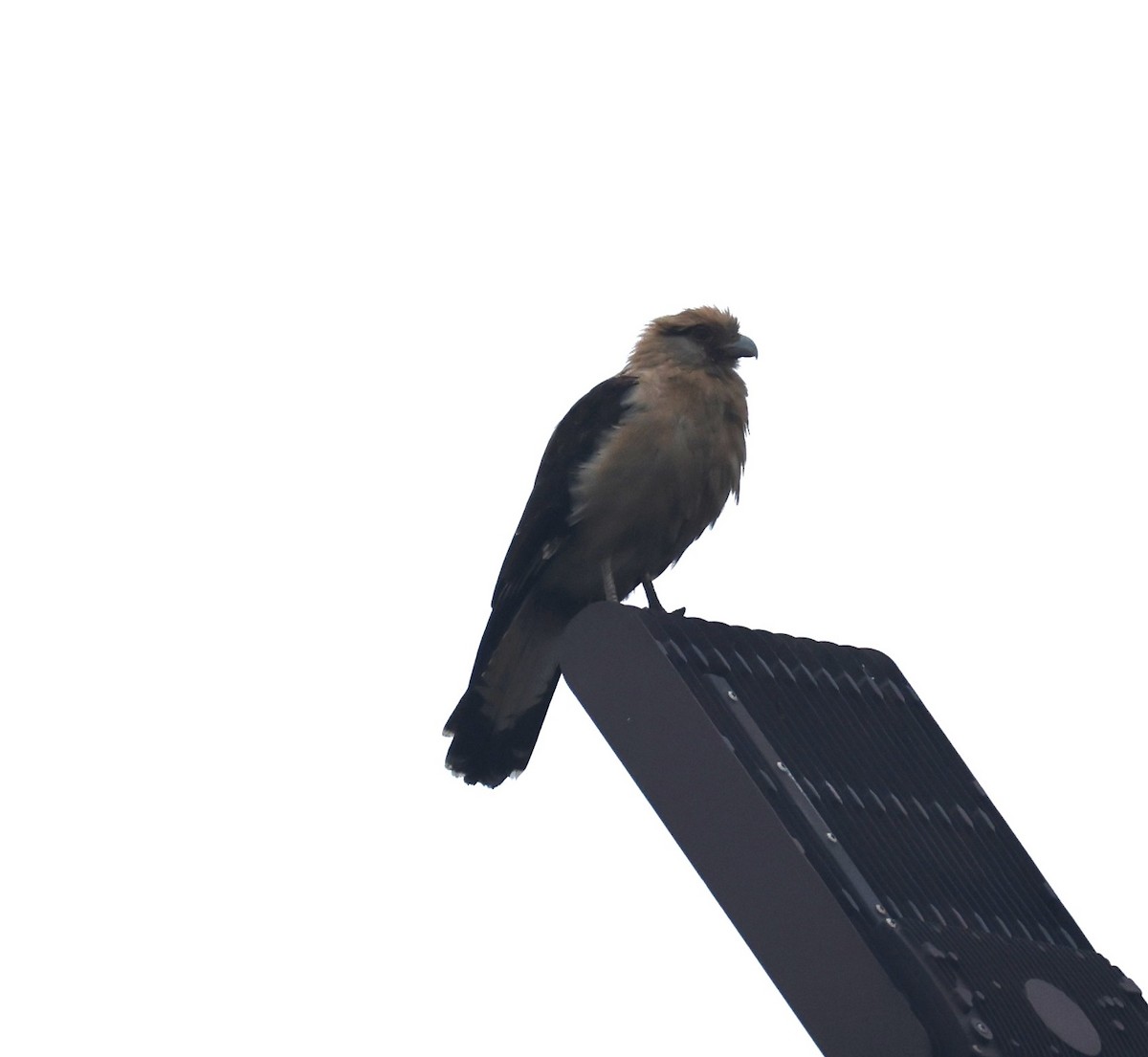 Yellow-headed Caracara - ML645681672