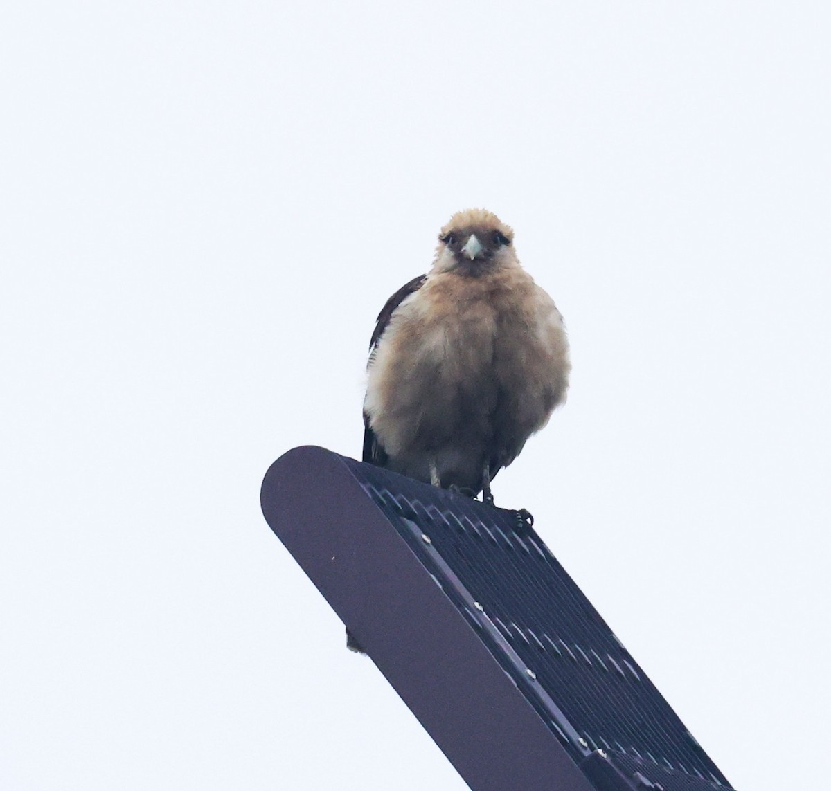 Yellow-headed Caracara - ML645681673