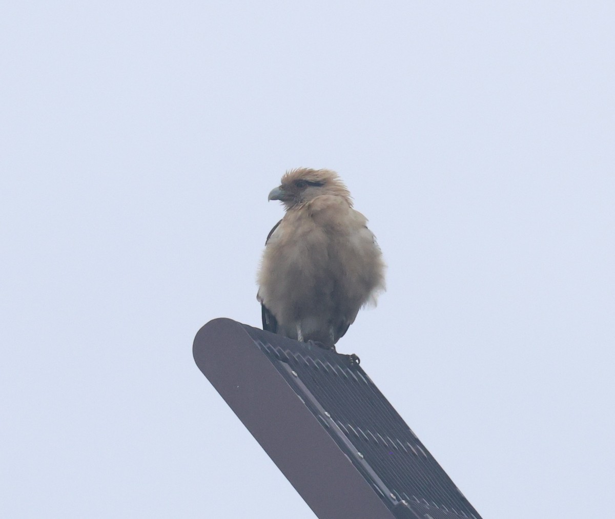 Yellow-headed Caracara - ML645681674