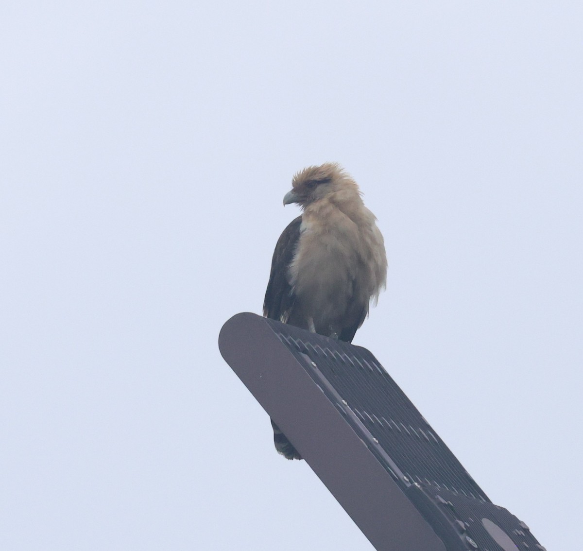 Yellow-headed Caracara - ML645681675