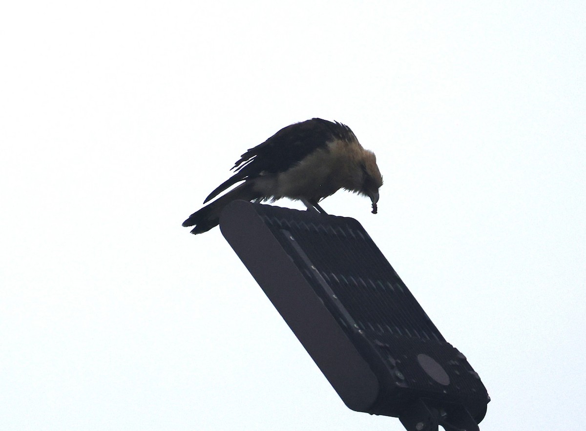 Yellow-headed Caracara - ML645681676