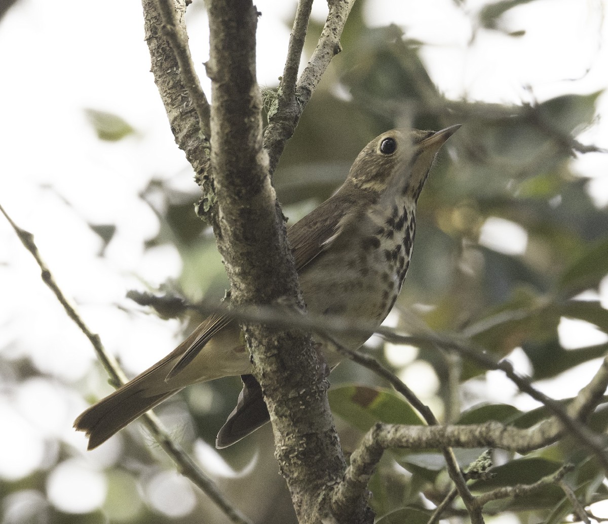 Tordo di Pallas - ML645681681