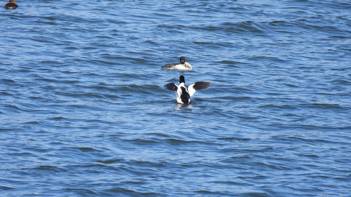 Common Goldeneye - ML645681684