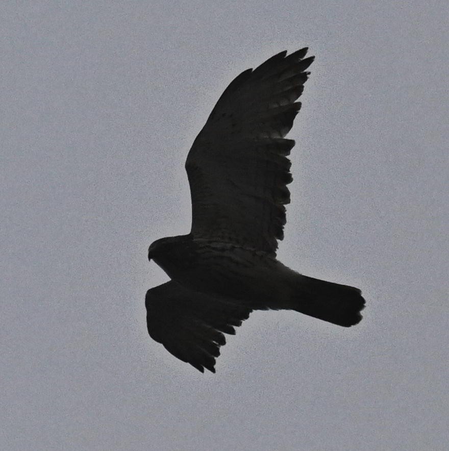 Broad-winged Hawk - ML645681685