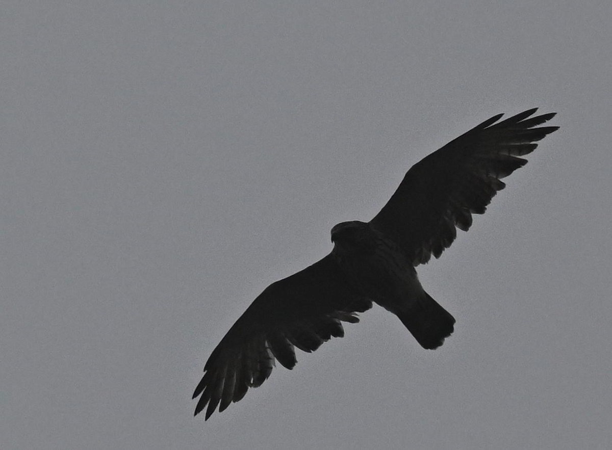 Broad-winged Hawk - ML645681686