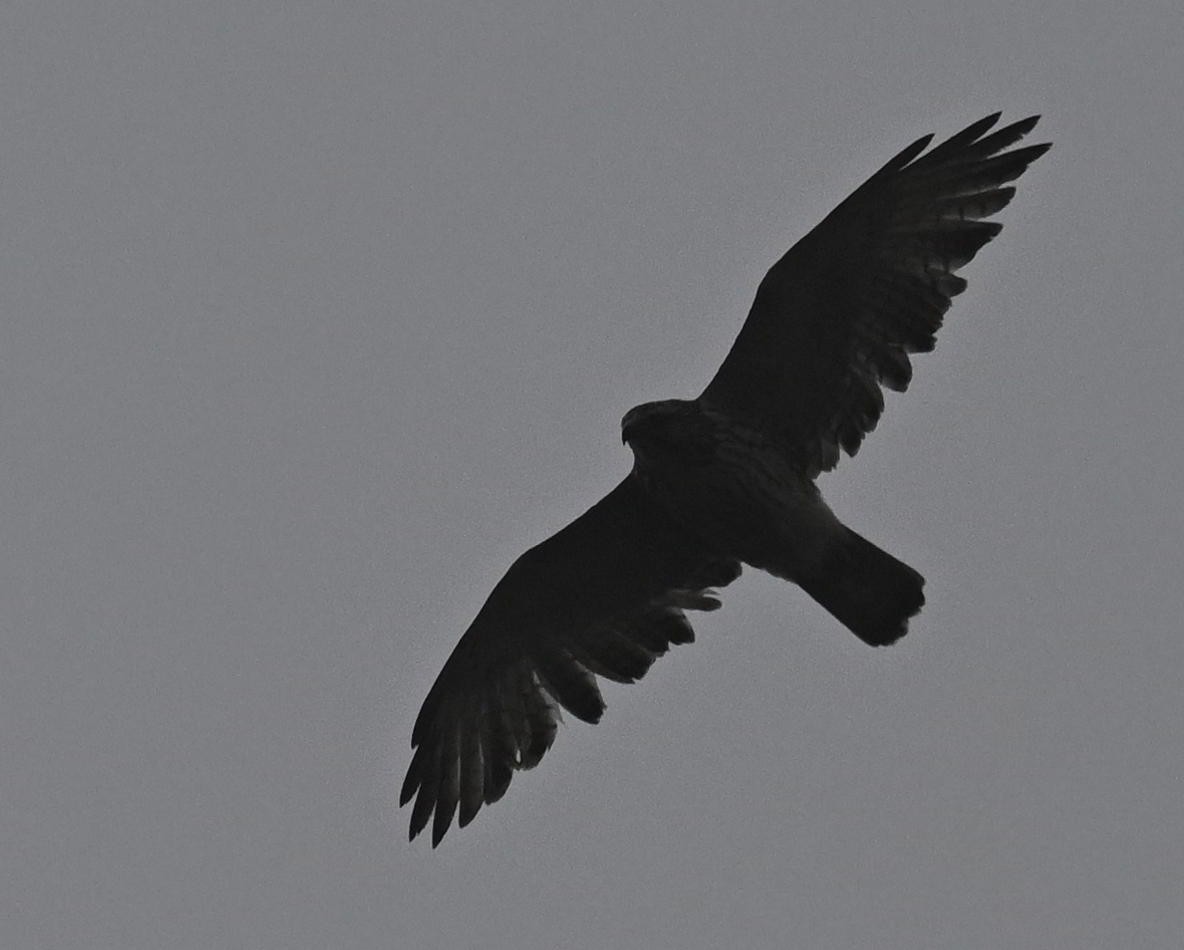 Broad-winged Hawk - ML645681687