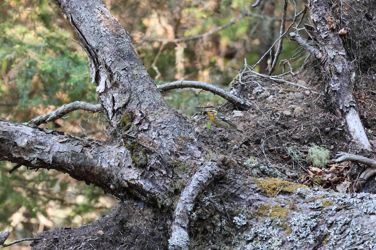 Blackburnian Warbler - ML645681695