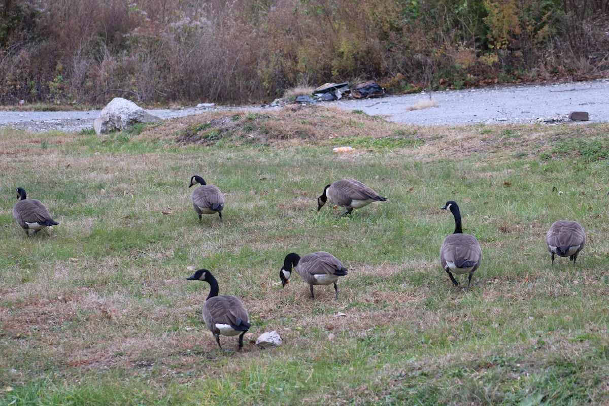 Canada Goose - ML645681702