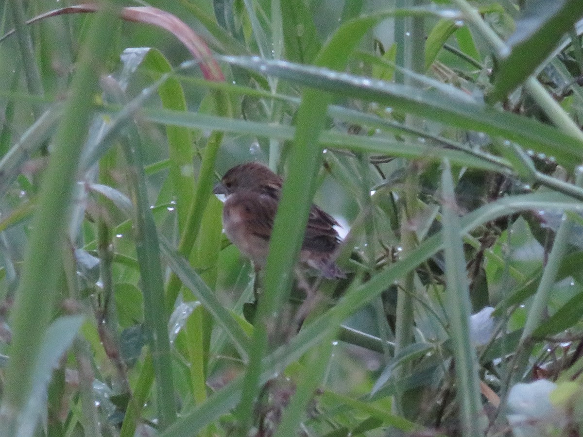 Dickcissel - ML645681703