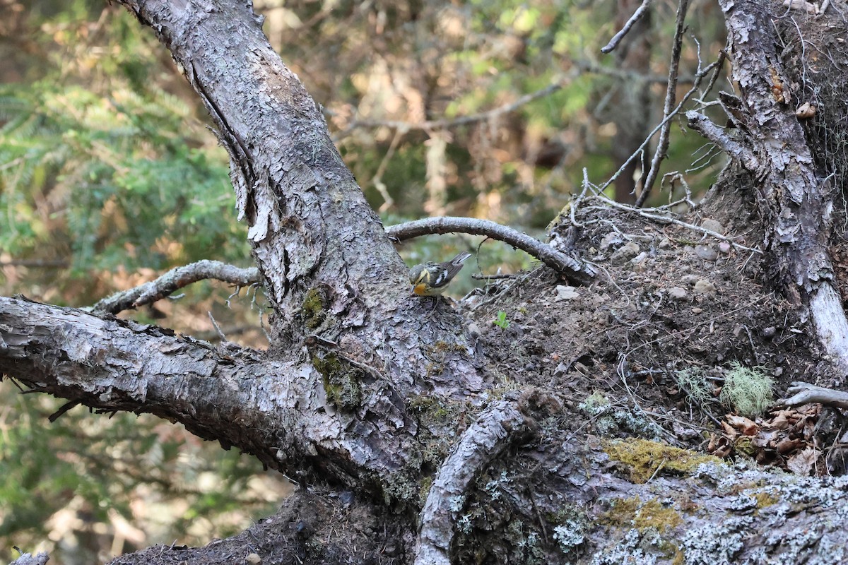 Blackburnian Warbler - ML645681704