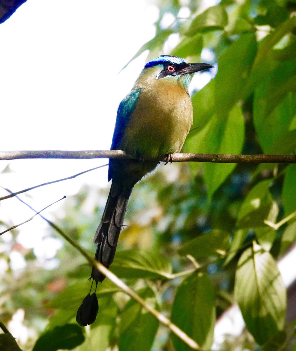 Lesson's Motmot - ML645681724