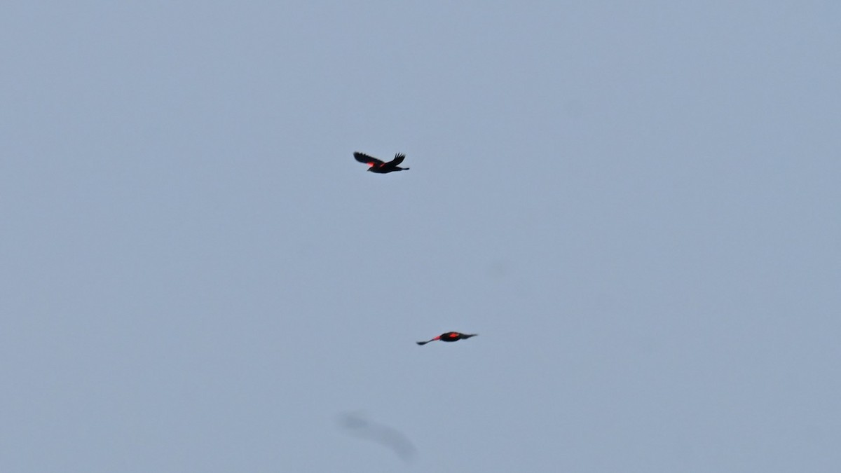 Red-winged Blackbird (Red-winged) - ML645681729