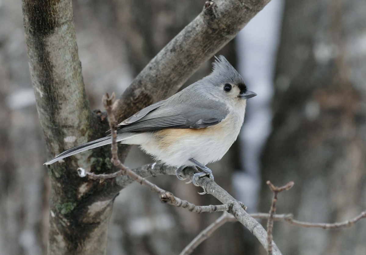 Tufted Titmouse - ML645681730