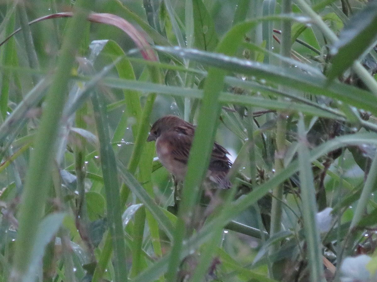 Dickcissel - ML645681731