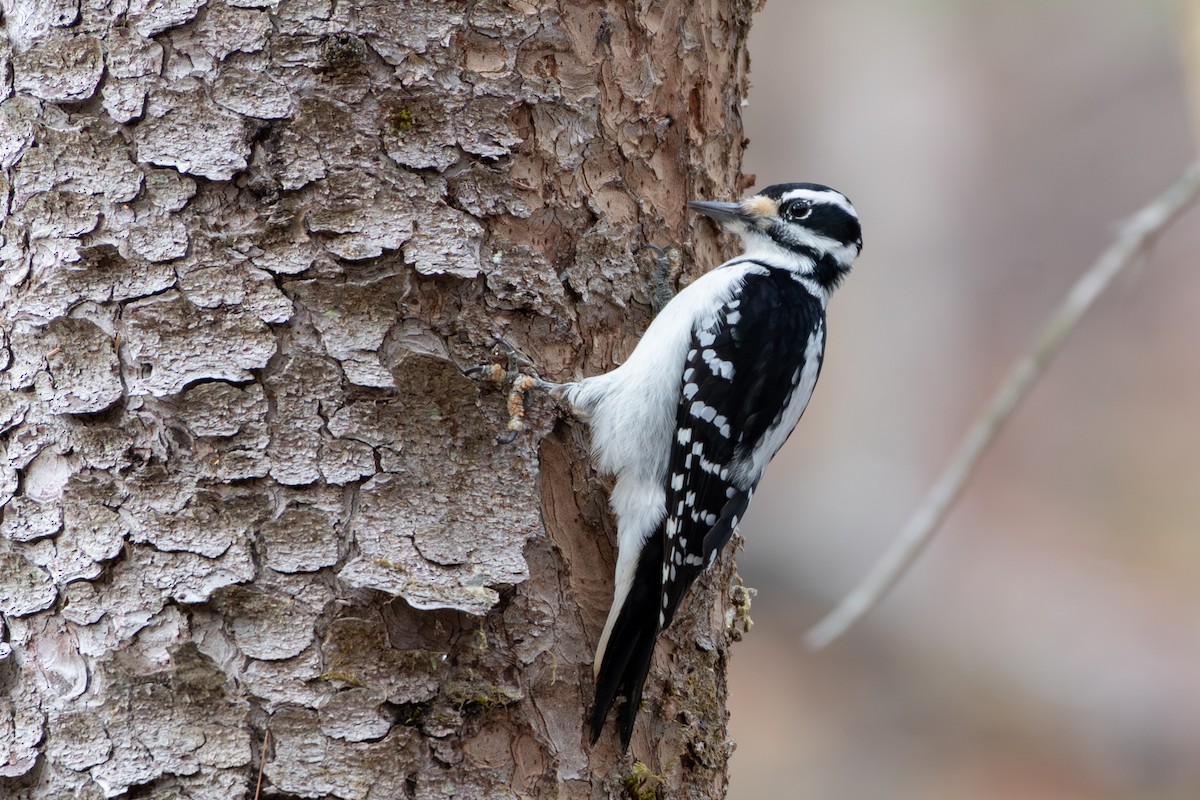 Hairy Woodpecker - ML645681741