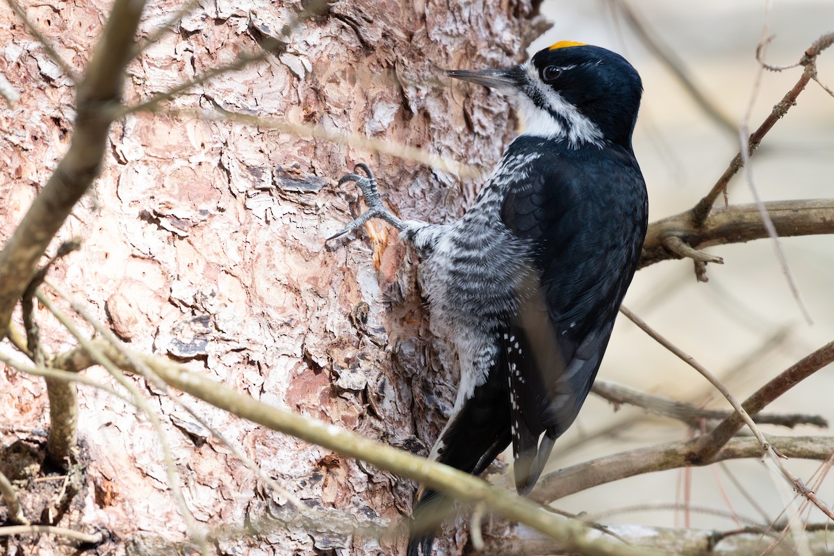 Black-backed Woodpecker - ML645681746