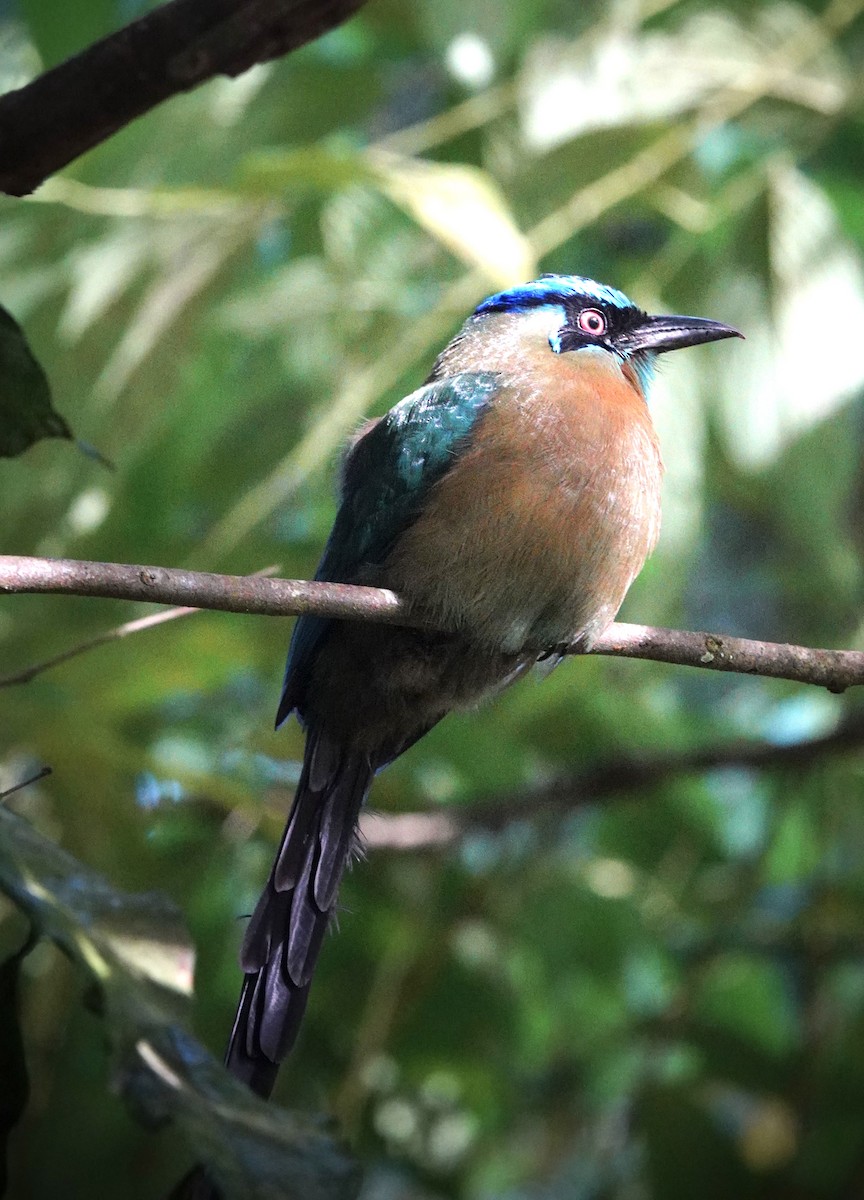 Lesson's Motmot - ML645681755