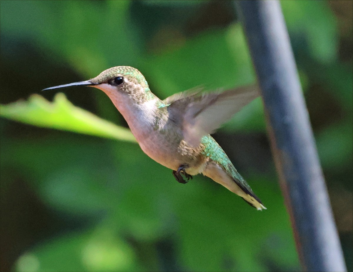Ruby-throated Hummingbird - ML645681757