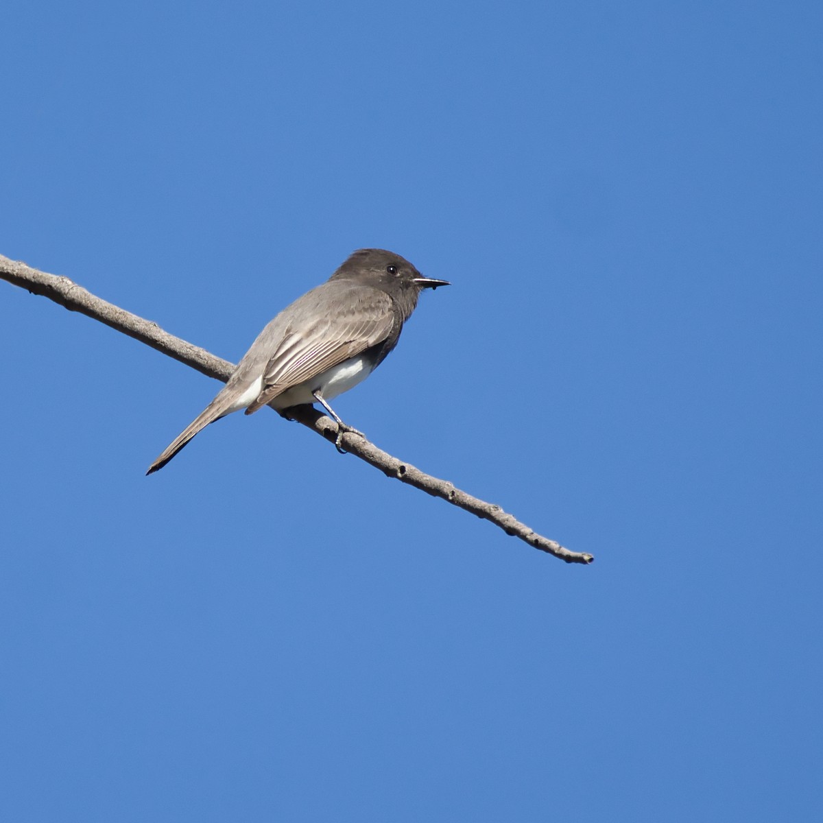 Black Phoebe - ML645681758