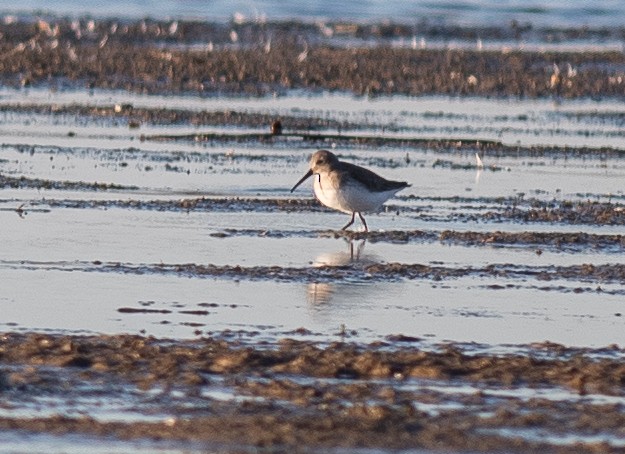 Dunlin - ML645681763