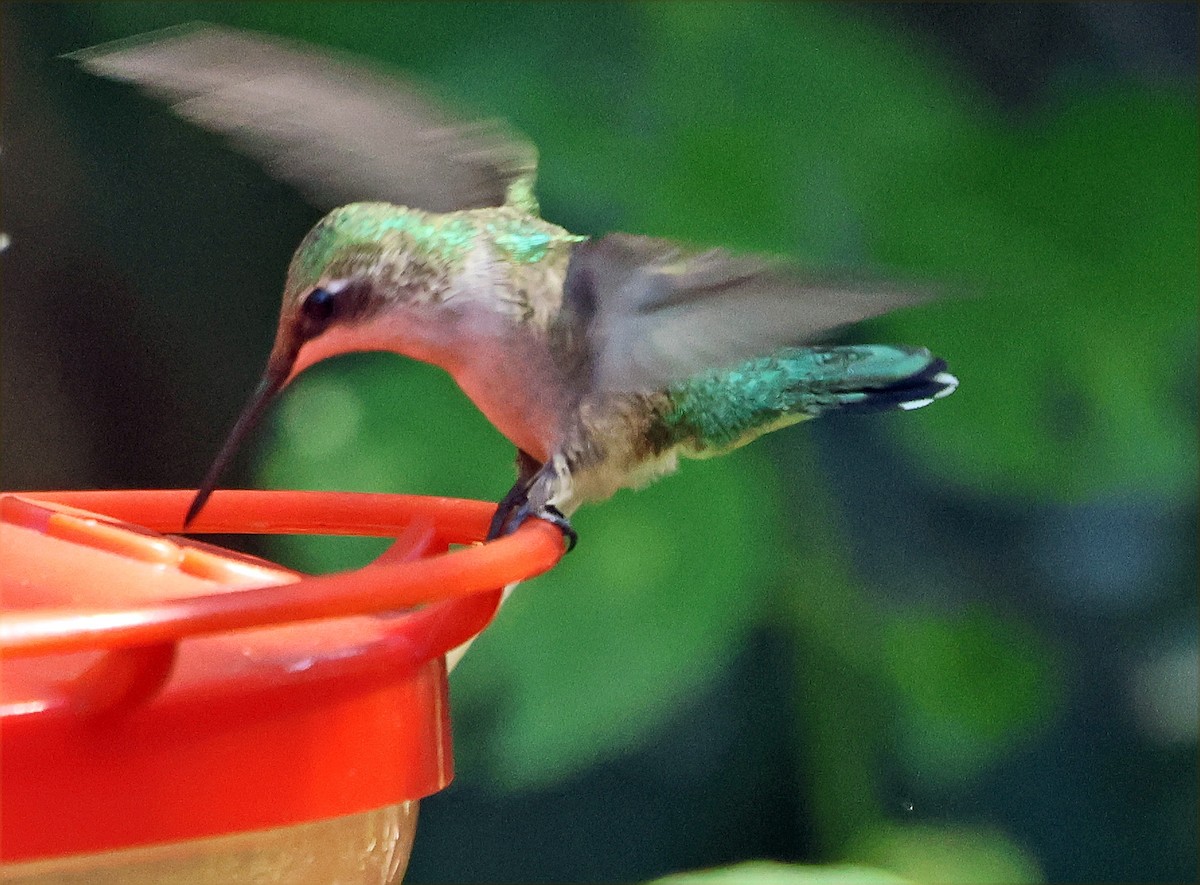 Ruby-throated Hummingbird - ML645681766