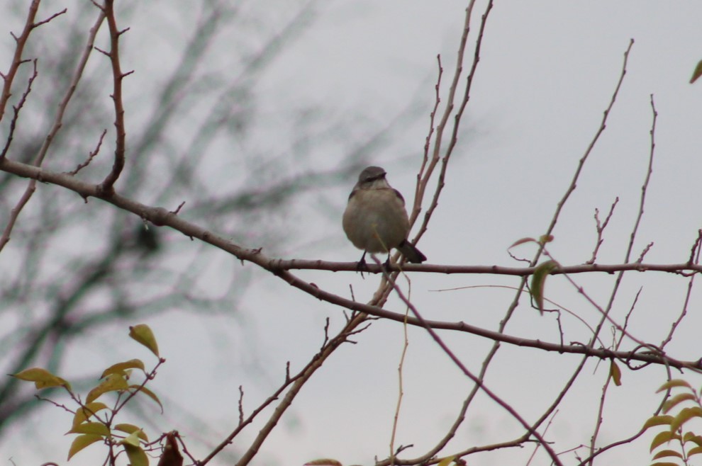 Northern Mockingbird - ML645681767