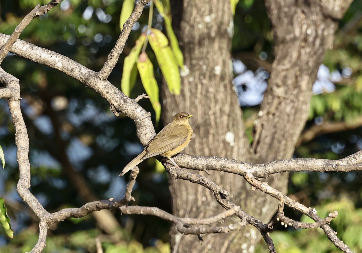 Merle fauve - ML645681769