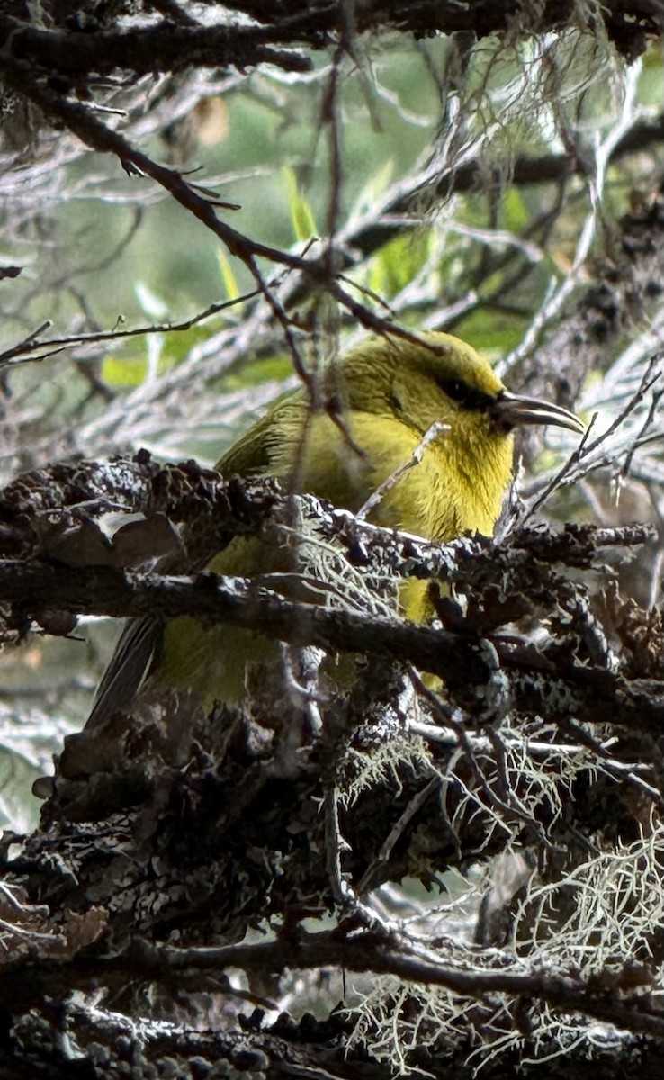 Hawaii Amakihi (Maui) - ML645681770