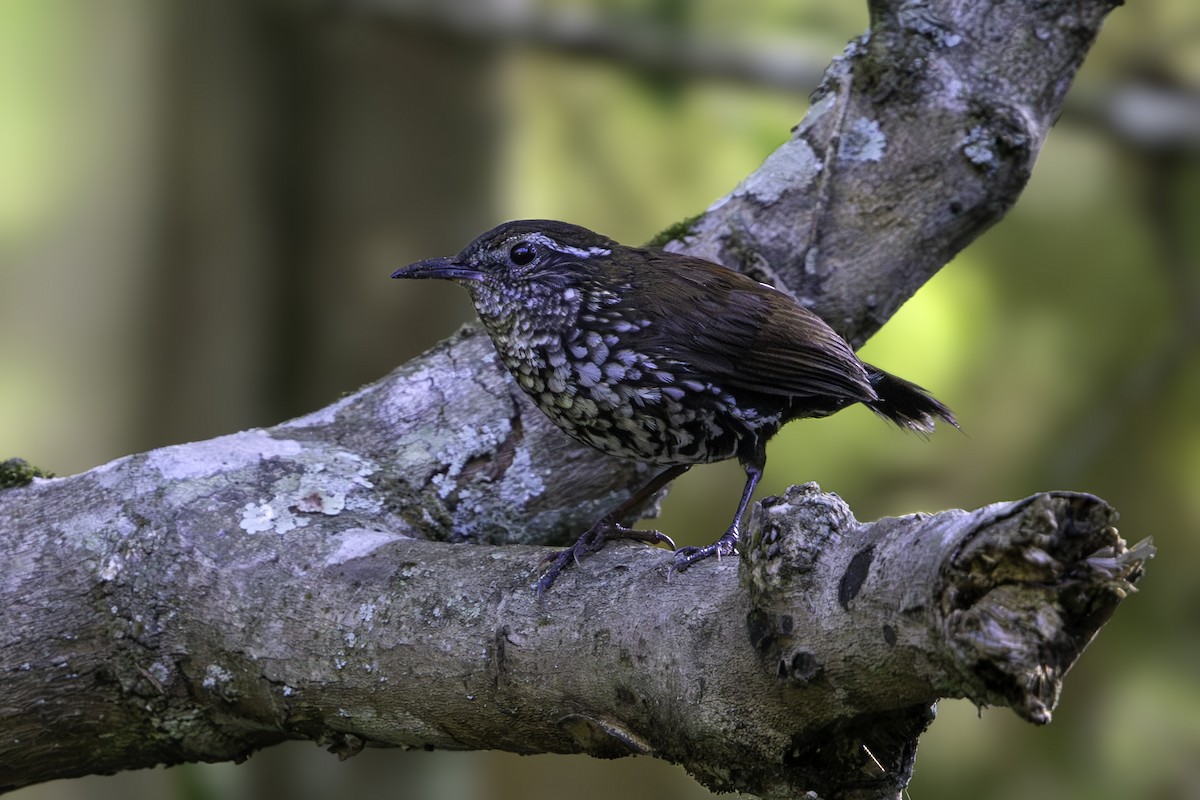 Sharp-tailed Streamcreeper - ML645681780