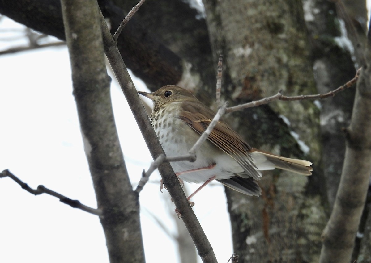 Hermit Thrush - ML645681811