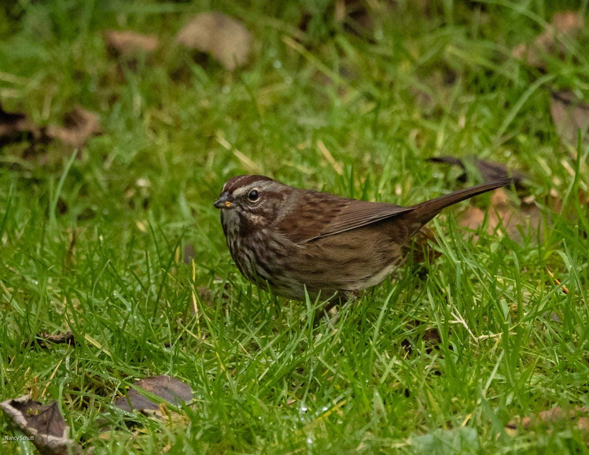 Song Sparrow - ML645681812