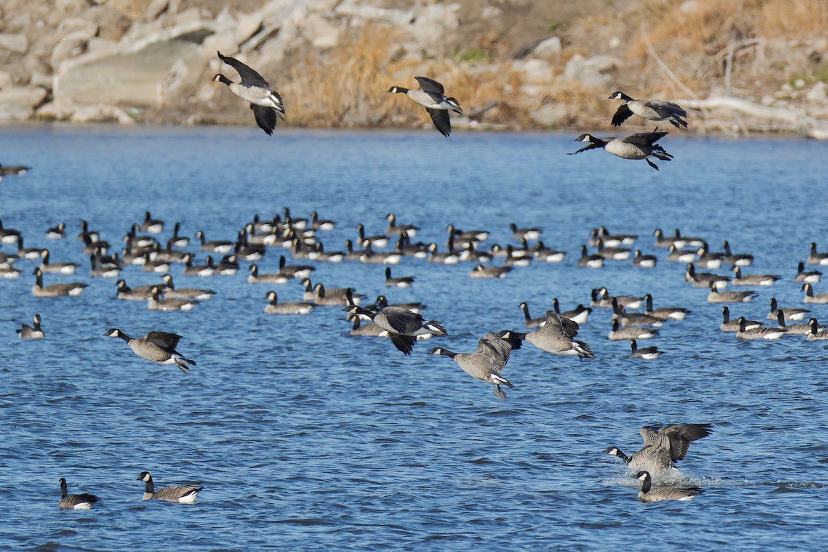 Branta kanadar txikia - ML645681820