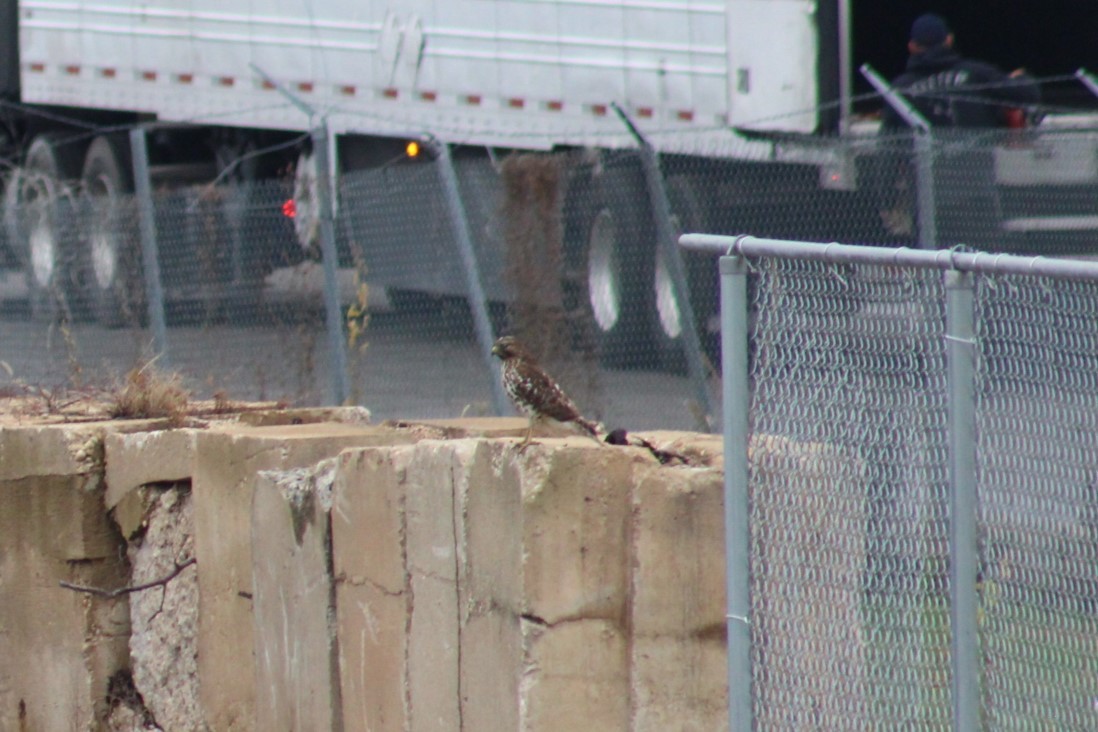 Red-shouldered Hawk - ML645681821