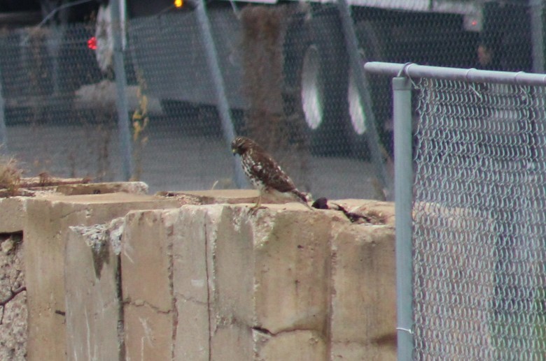 Red-shouldered Hawk - ML645681822