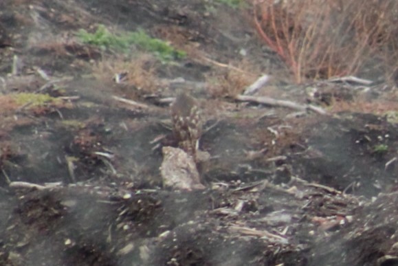 Red-shouldered Hawk - ML645681823