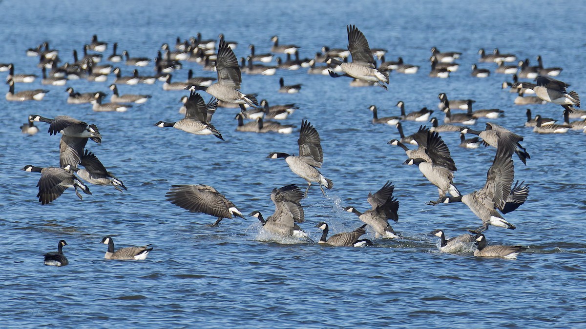 Branta kanadar txikia - ML645681827