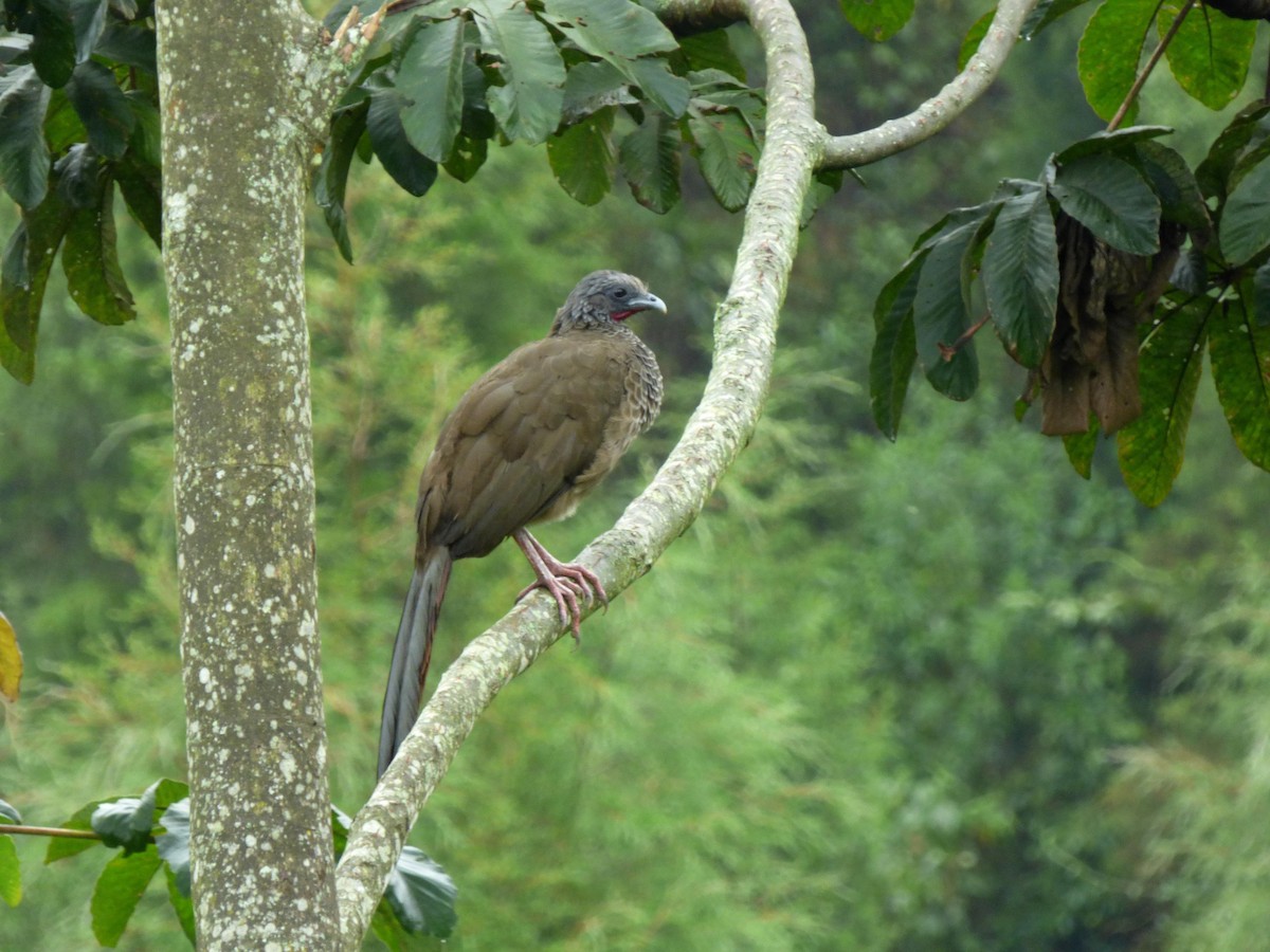 Colombian Chachalaca - ML645681829