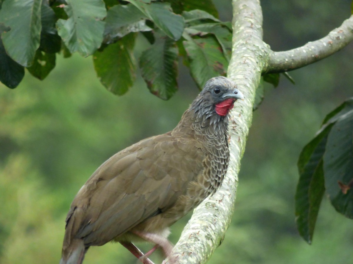 Colombian Chachalaca - ML645681830