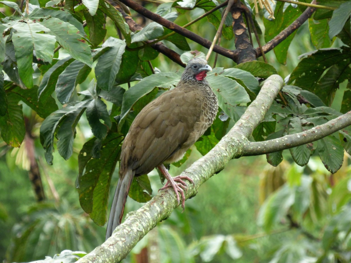 Colombian Chachalaca - ML645681831