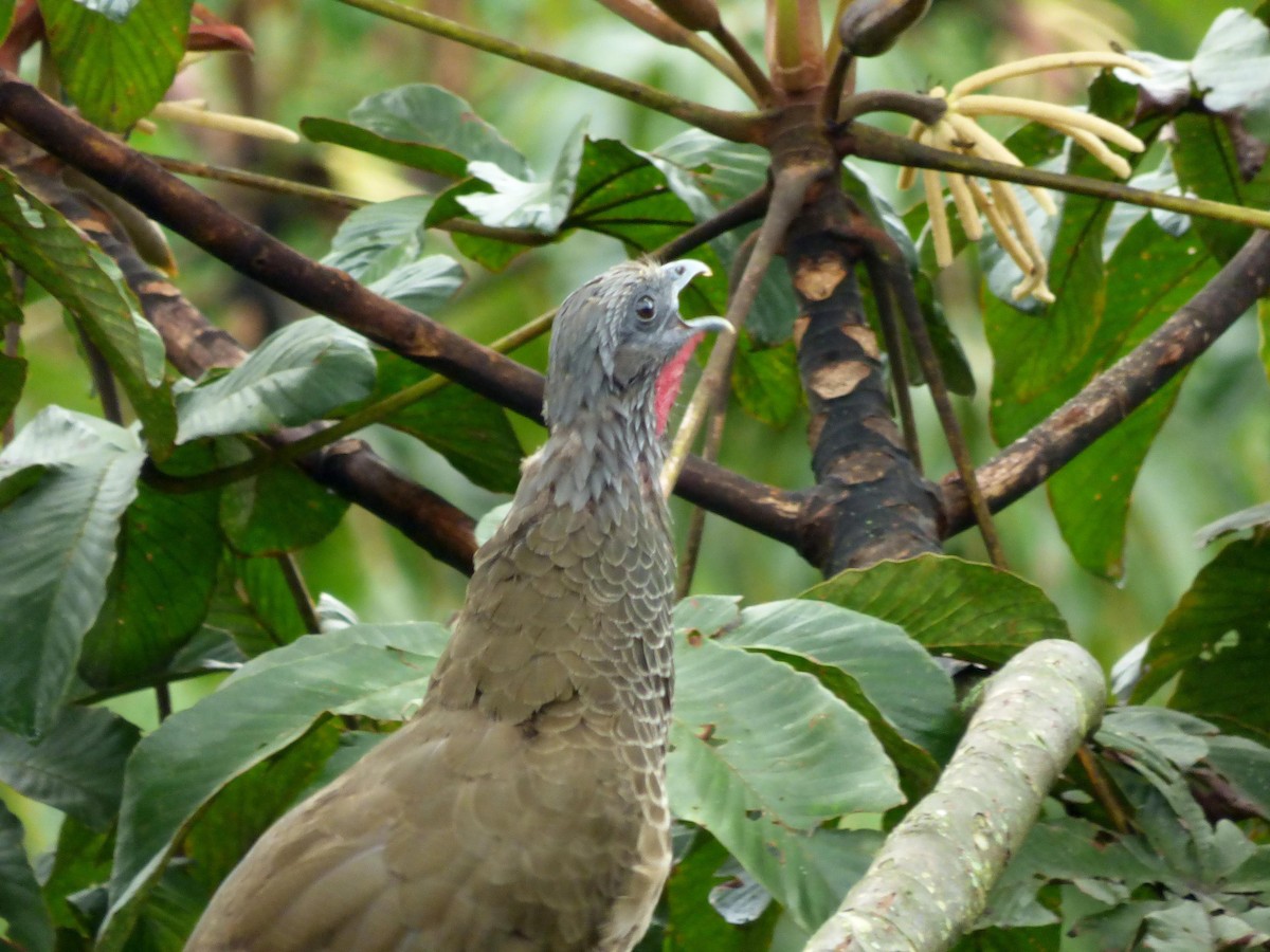 Colombian Chachalaca - ML645681832