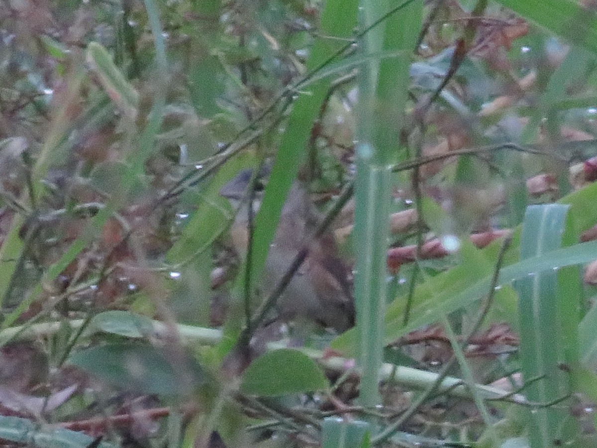 Dickcissel - ML645681835